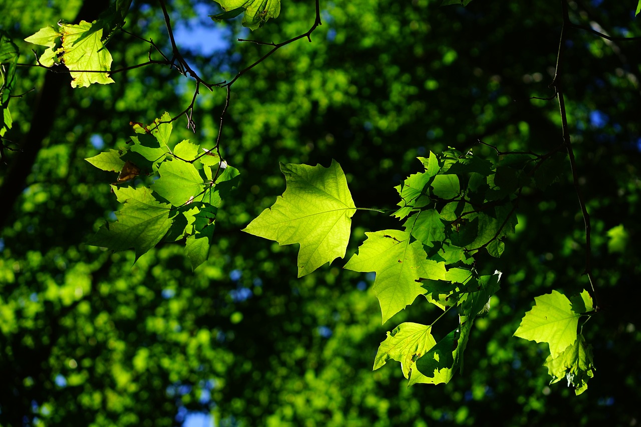 The Connection between Green Spaces and Mental Health